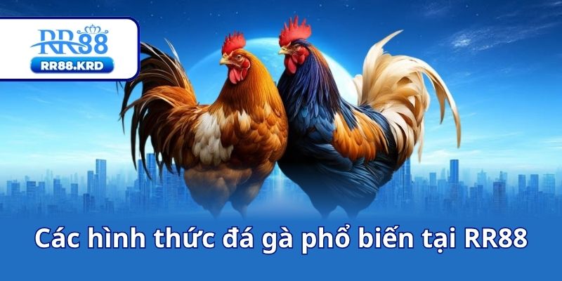 Các hình thức đá gà phổ biến tại RR88