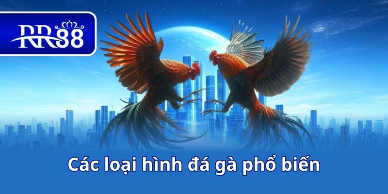 Các loại hình đá gà phổ biến