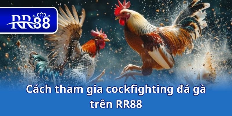 Cách tham gia cockfighting đá gà trên RR88