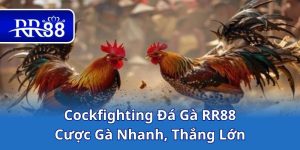 Cockfighting Đá Gà RR88 – Cược Gà Nhanh, Thắng Lớn