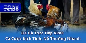 Đá Gà Trực Tiếp RR88 – Cá Cược Kịch Tính, Nổ Thưởng Nhanh