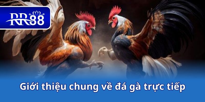 Giới thiệu chung về đá gà trực tiếp