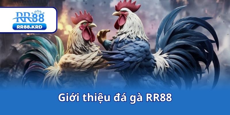 Giới thiệu đá gà RR88