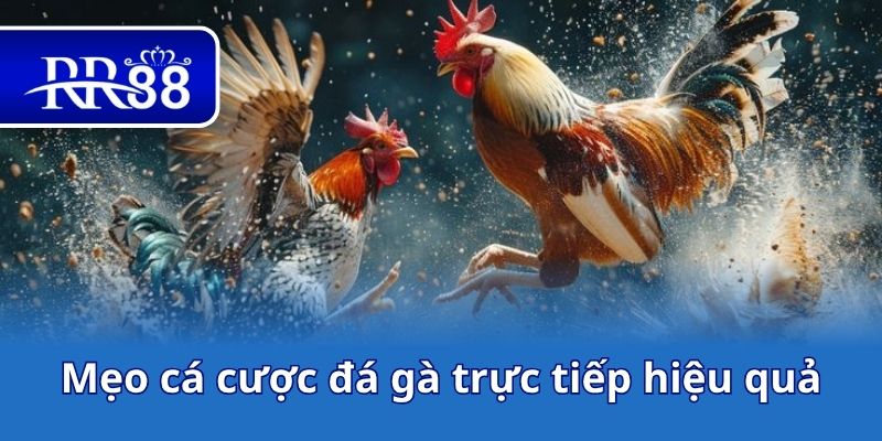Mẹo cá cược đá gà trực tiếp hiệu quả