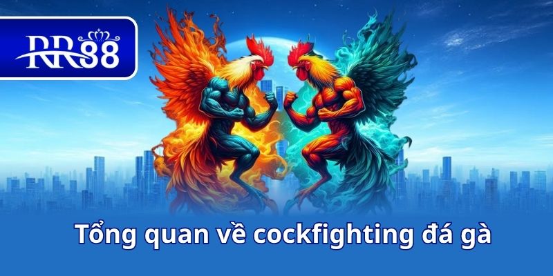 Tổng quan về cockfighting đá gà
