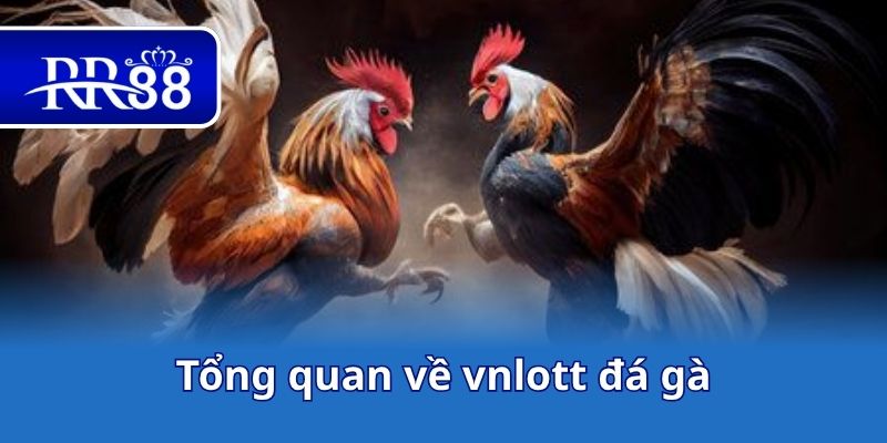 Tổng quan về vnlott đá gà