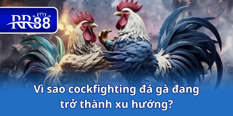 Vì sao cockfighting đá gà đang trở thành xu hướng?