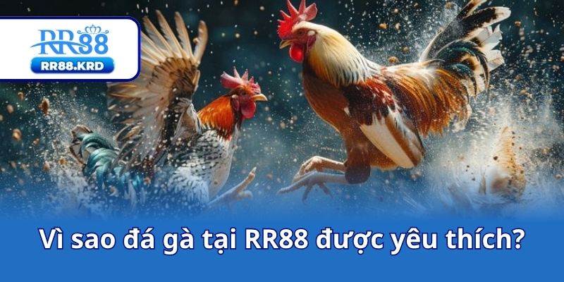 Vì sao đá gà tại RR88 được yêu thích?