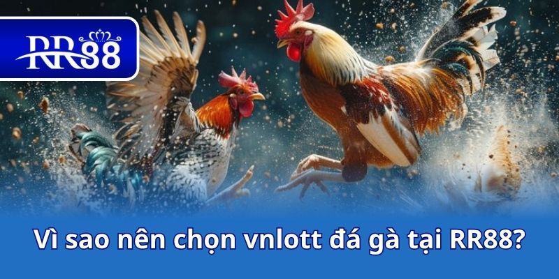 Vì sao nên chọn vnlott đá gà tại RR88?